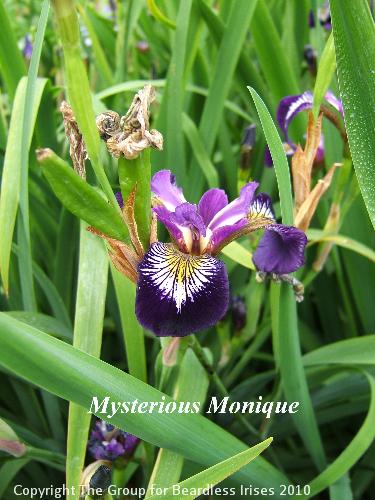 28 Mysterious Monique (3)